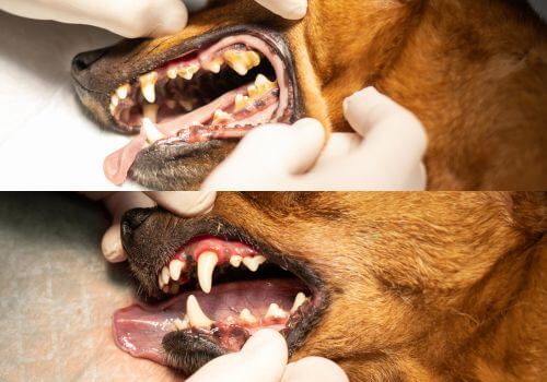 Dog Dental Care in Hood River, OR Dog Dental Care in Hood River, OR