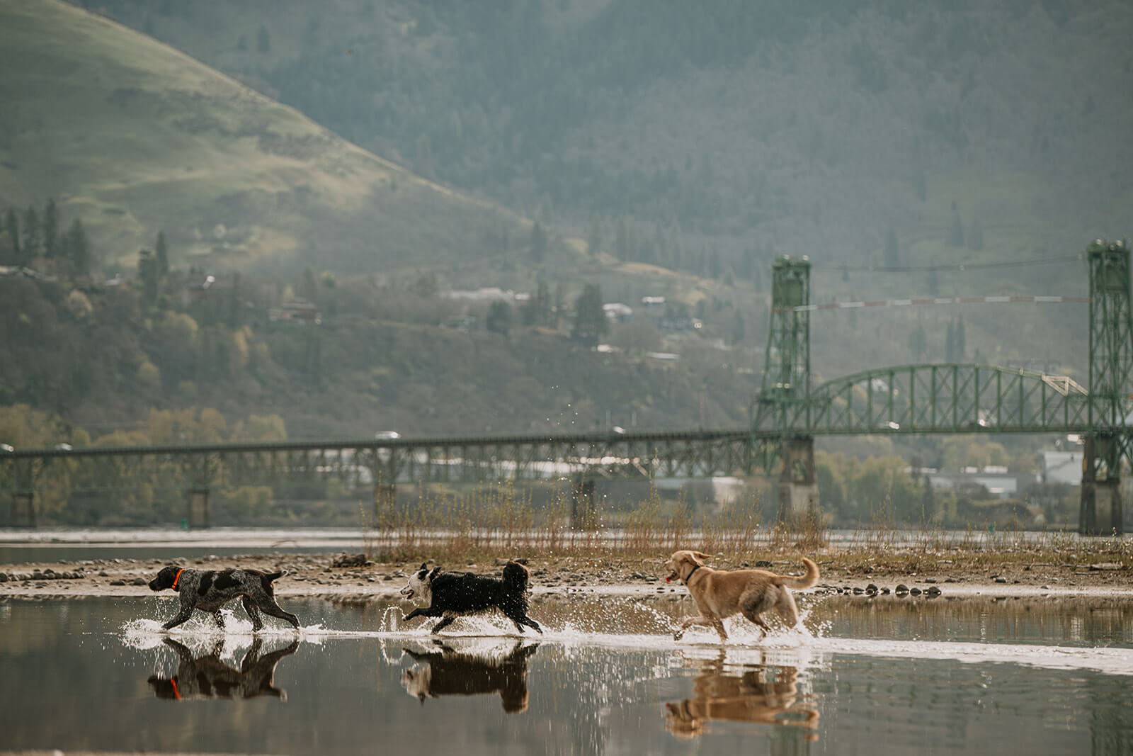 Animal Hospital in Hood River OR Mobile