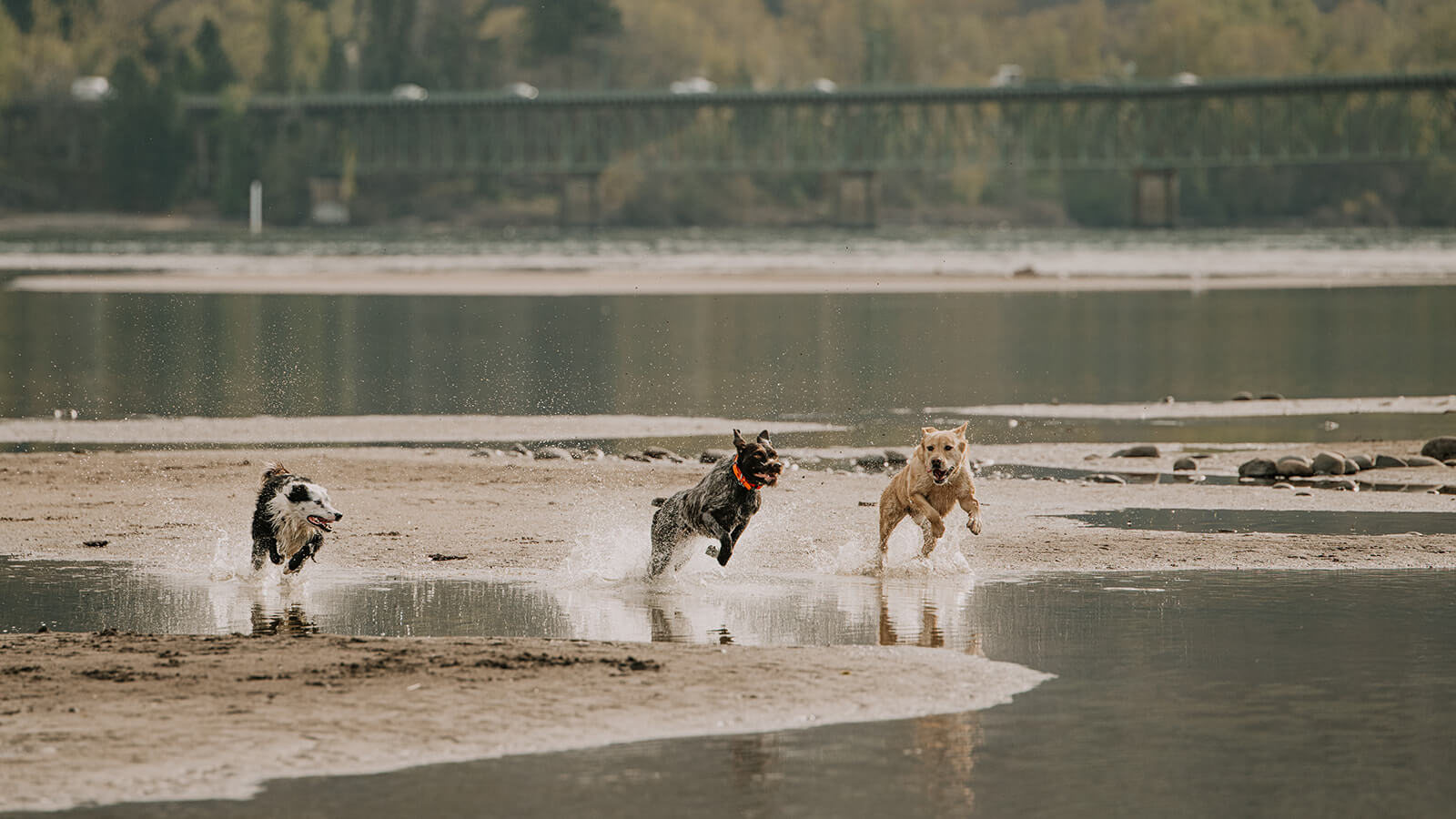 Veterinarian Near Me