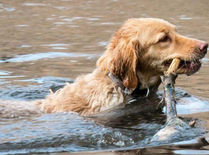 Leptospirosis in Dogs: Everything You Need to Know